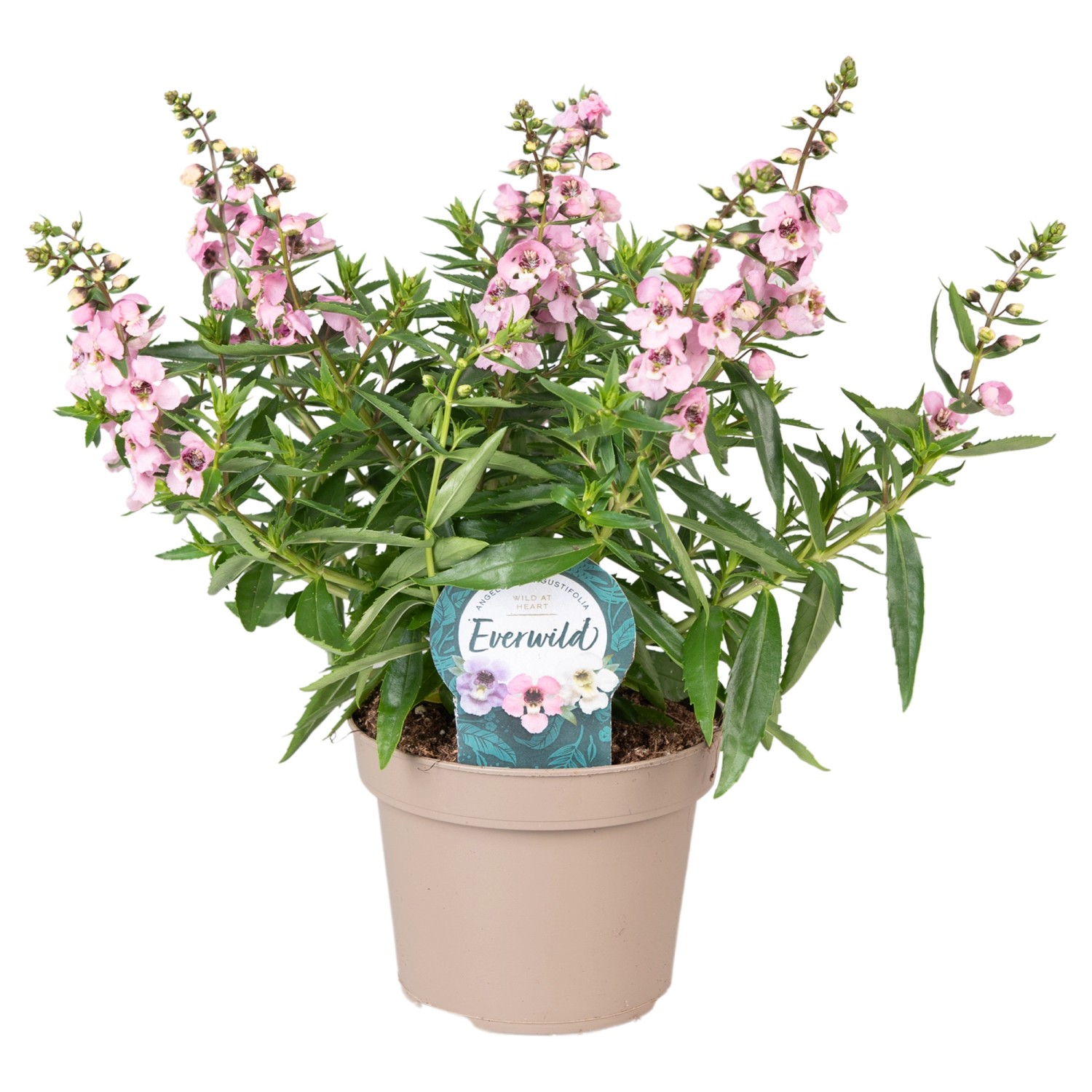 Engelsgesicht in Farben Höhe ca. 20 30 cm TopfØ ca. 12 cm Angelonia