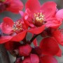 Nahaufnahme der leuchtend roten Blüten der Zierquitte Scarlet Storm.