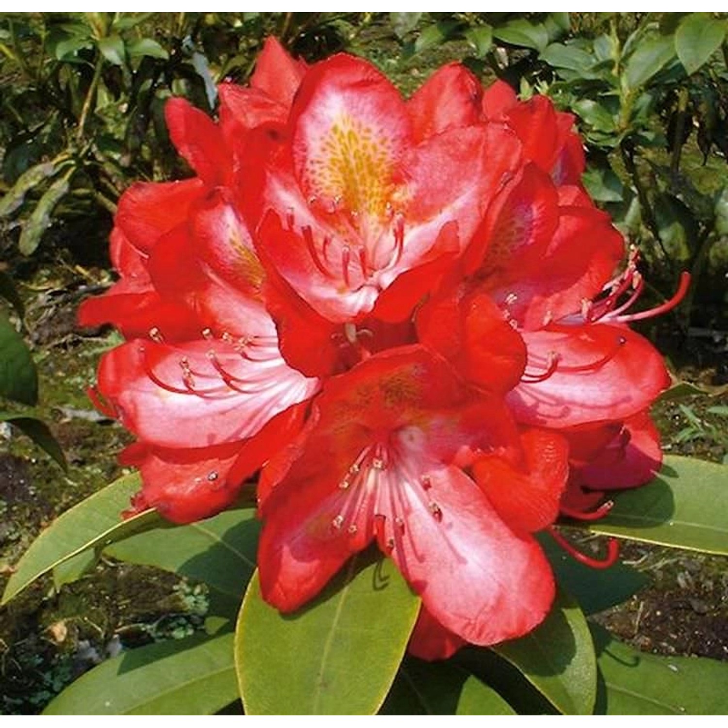 INKARHO - Großblumige Rhododendron Junifeuer 30-40cm - Alpenrose günstig online kaufen