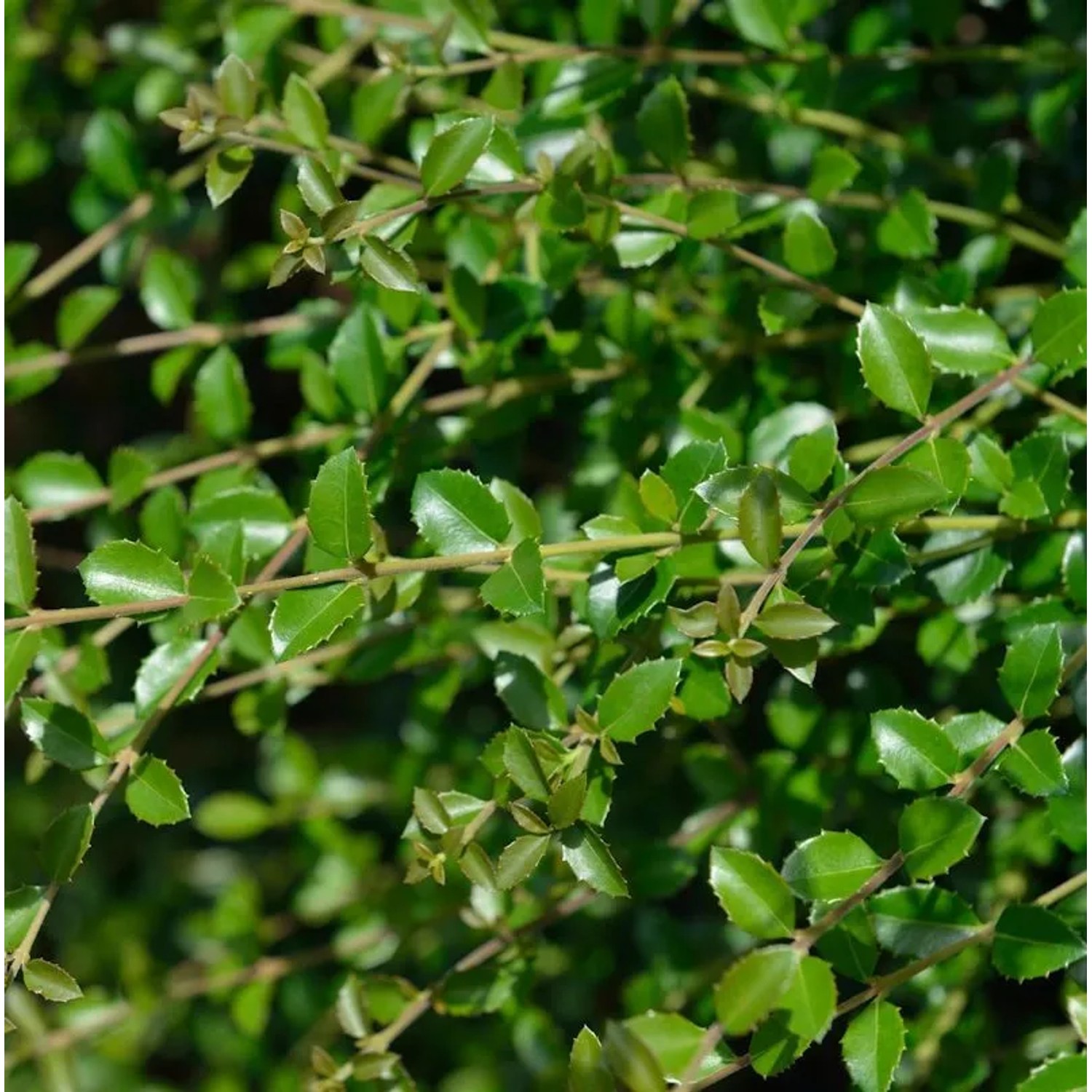 Delavays Duftblüte 60-80cm - Osmanthus delavayi