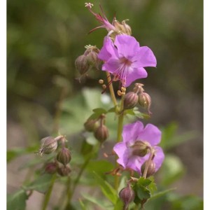 Nahaufnahme einer blühenden, lila Storchenschnabel Berggarten Staude.