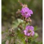 Nahaufnahme einer blühenden, lila Storchenschnabel Berggarten Staude.