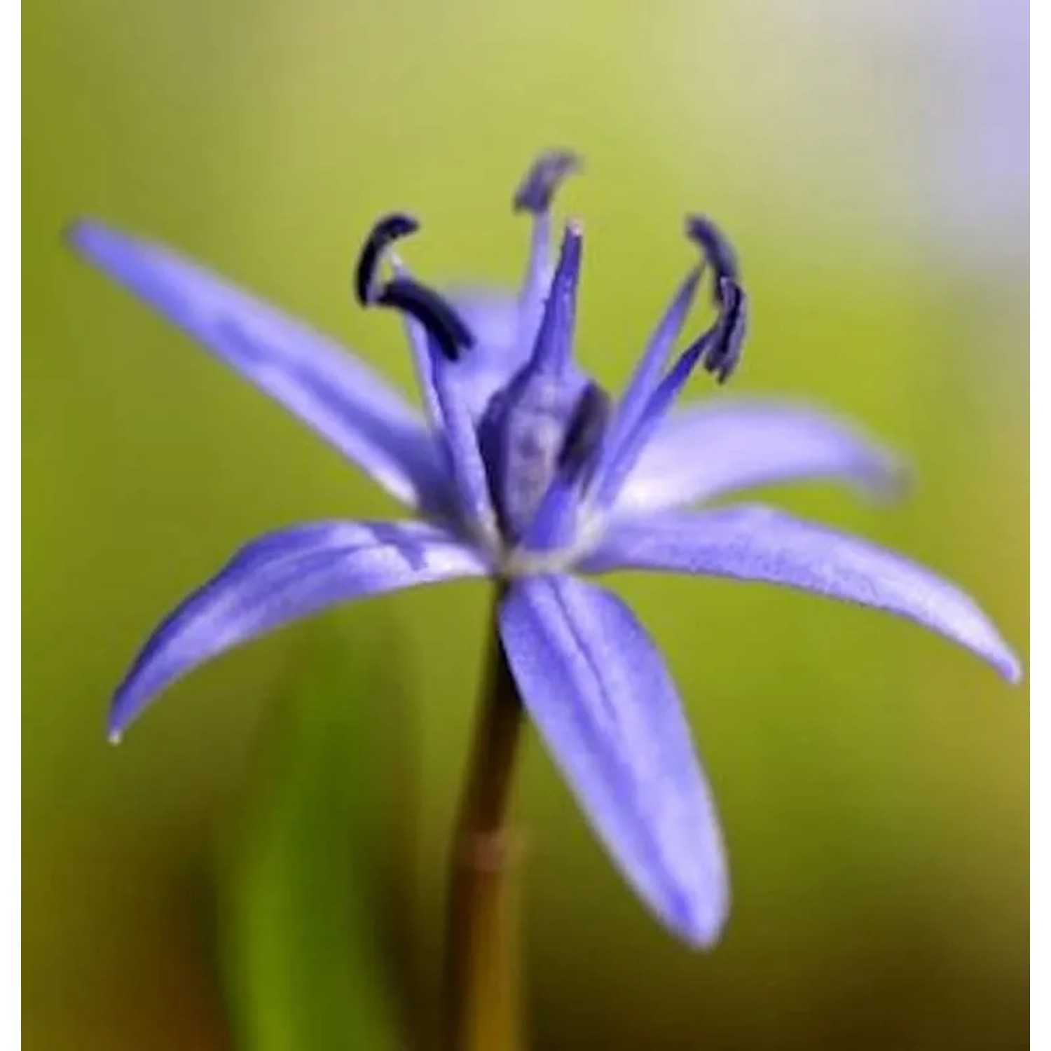 Zweiblättriger Blaustern - Scilla bifolia