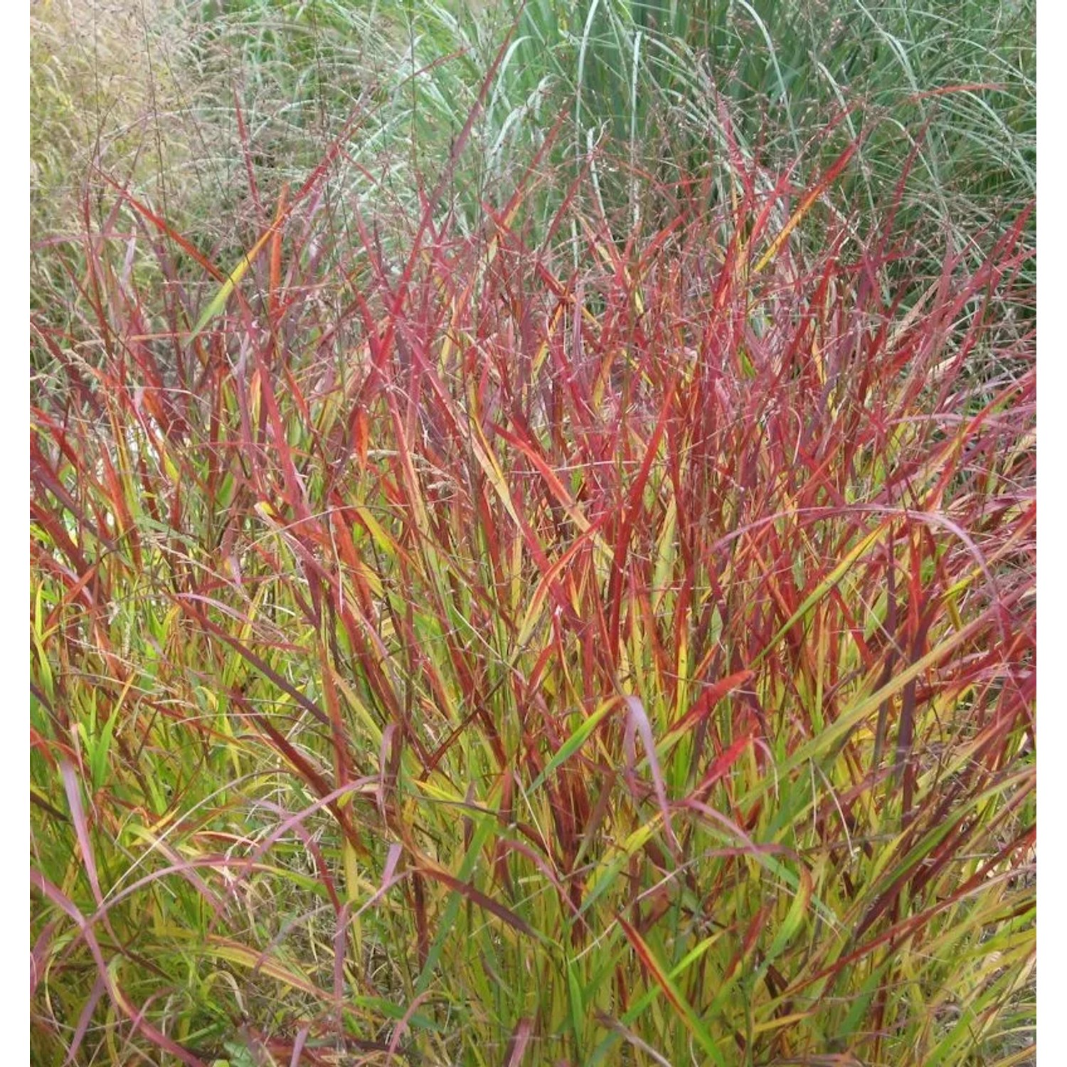 Rutenhirse Hot Rod - großer Topf - Panicum virgatum