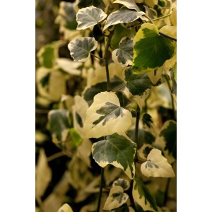 Buntlaubiger Efeu 'Dentata Variegata', eine dekorative Kletterpflanze für Garten und Kübel.