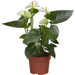 Anthurie Weiß im Topf, ca. 14 cm Ø. Flamingoblume mit weißen Blüten und grünen Blättern.
