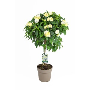 Wandelröschen Stamm, weiße Blüten, ca. 80 cm hoch im Topf. Blühende Kübelpflanze.