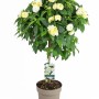 Wandelröschen Stamm, weiße Blüten, ca. 80 cm hoch im Topf. Blühende Kübelpflanze.
