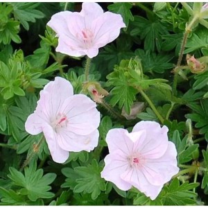 Zarter Storchenschnabel Apfelblüte (Geranium sanguineum) mit hellrosa Blüten.