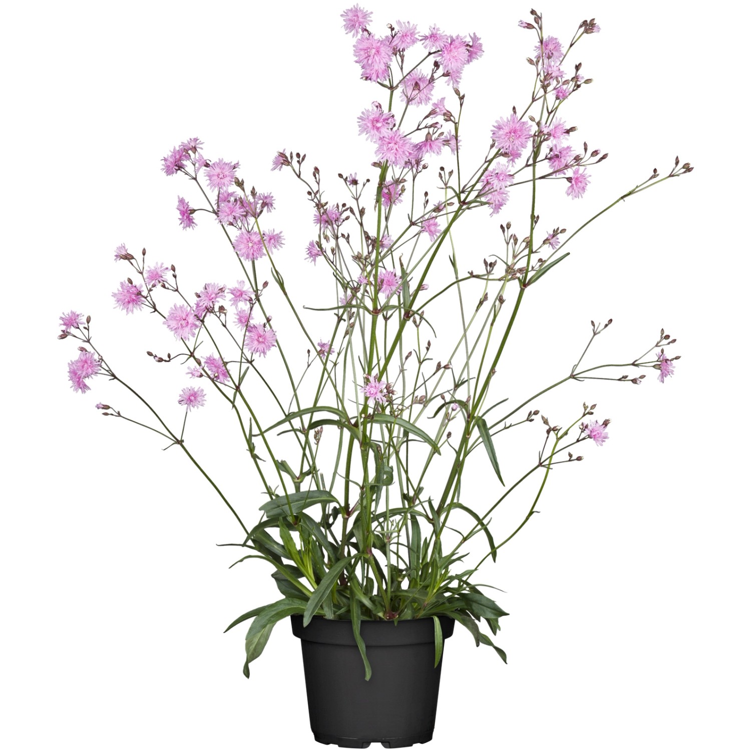 Kuckucksnelke Rosa TopfØ ca. 9 cm Lychnis floscuculi kaufen bei OBI
