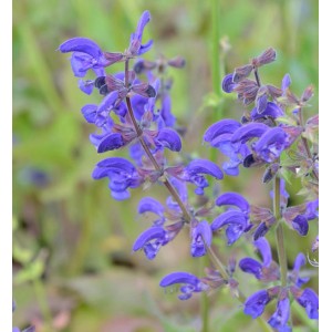 Blühender Wiesen-Salbei (Salvia pratensis) mit violetten Blüten, Nahaufnahme.