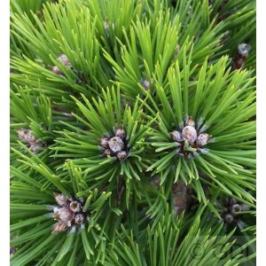 Detailaufnahme der Japanischen Rotkiefer Low Glow (Pinus densiflora), Strauch mit grünen Nadeln.