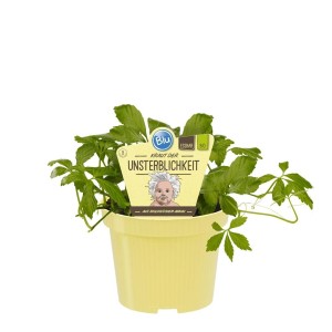 Exotenherz Kraut der Unsterblichkeit (Gynostemma) im Topf, grüne Blätter.