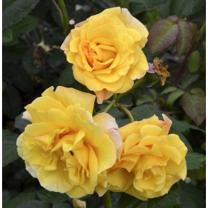 Nahaufnahme der gelben Strauchrose 'Postillion' (30-60cm) im Garten.