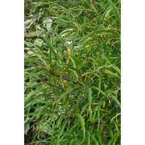 Schmalblättriger Faulbaum 'Asplenifolia', 40-60 cm, mit filigranen, grünen Blättern.