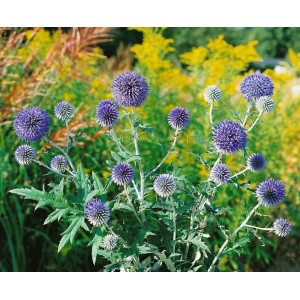 Blühende Kugeldistel 'Veitchs Blue' im 9x9 cm Topf. Blaue Blütenkugeln, grüne Blätter. Stauden für sonnige Standorte.