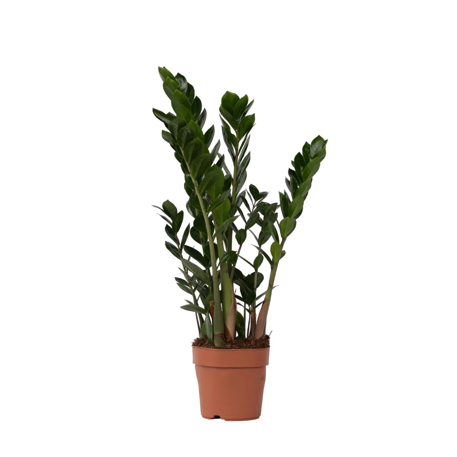 Plant In A Box Glücksfeder  Zamioculcas Zamiifolia Höhe 60cm Ø17 Grün