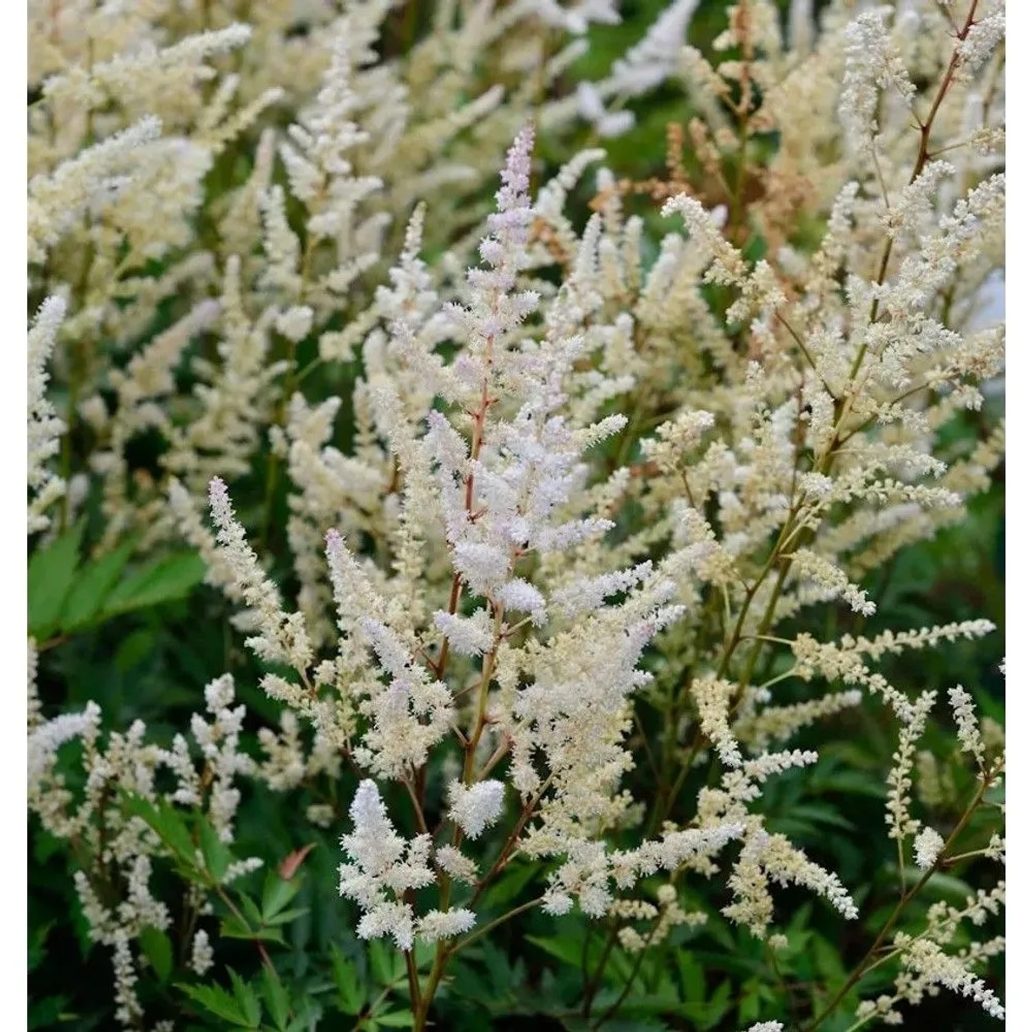 Prachtspiere Irrlicht - Astilbe Astilbe japonica