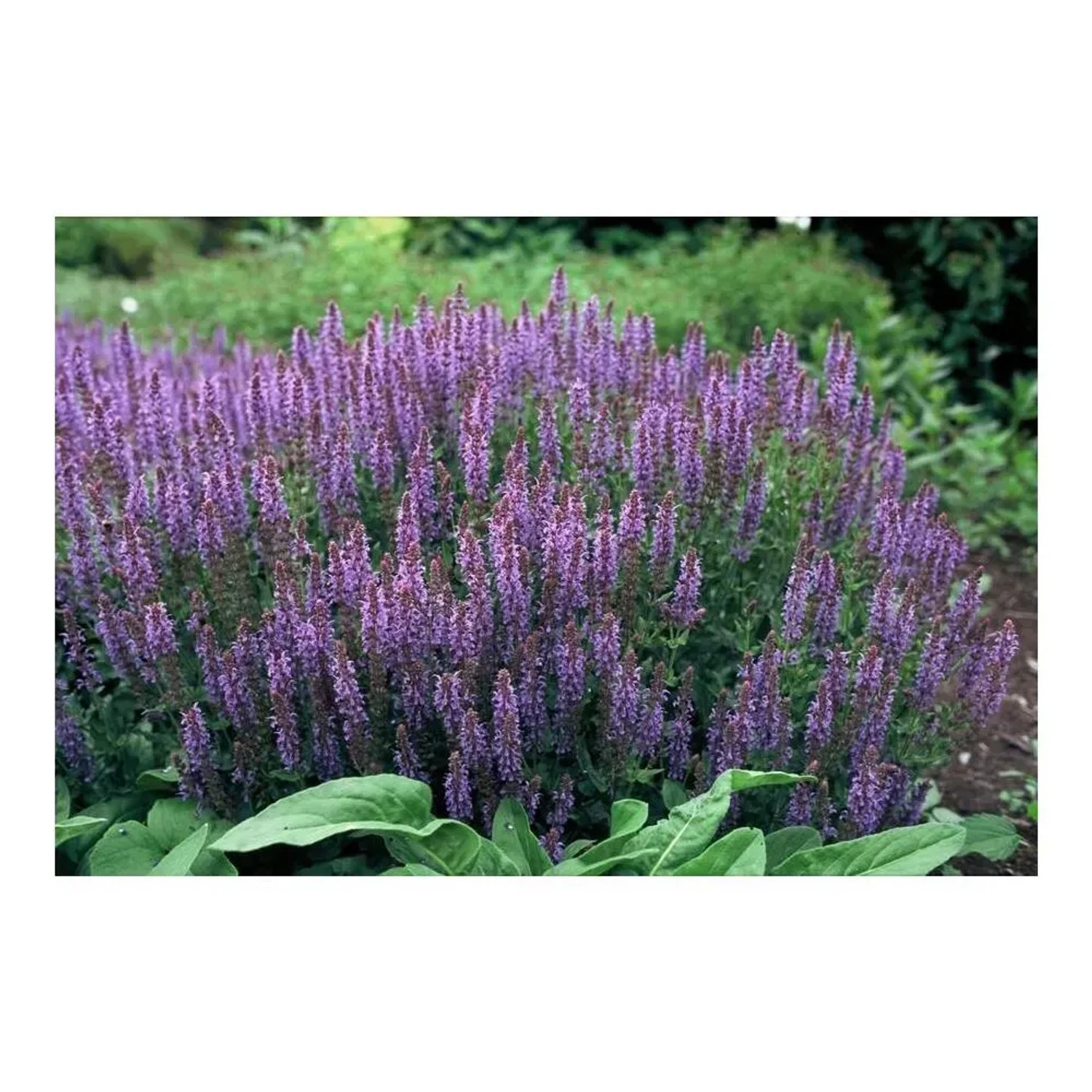 Blühender Exotenherz Ziersalbei 'Caradonna' im 9cm Topf, Set mit 12 Pflanzen.