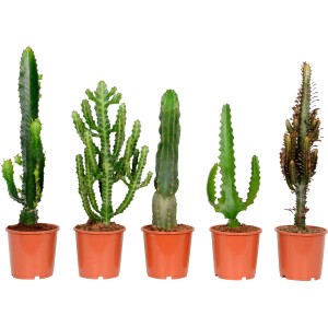 Verschiedene Wolfsmilch-Kakteen (Euphorbia) im Topf, ca. 40-55 cm hoch.