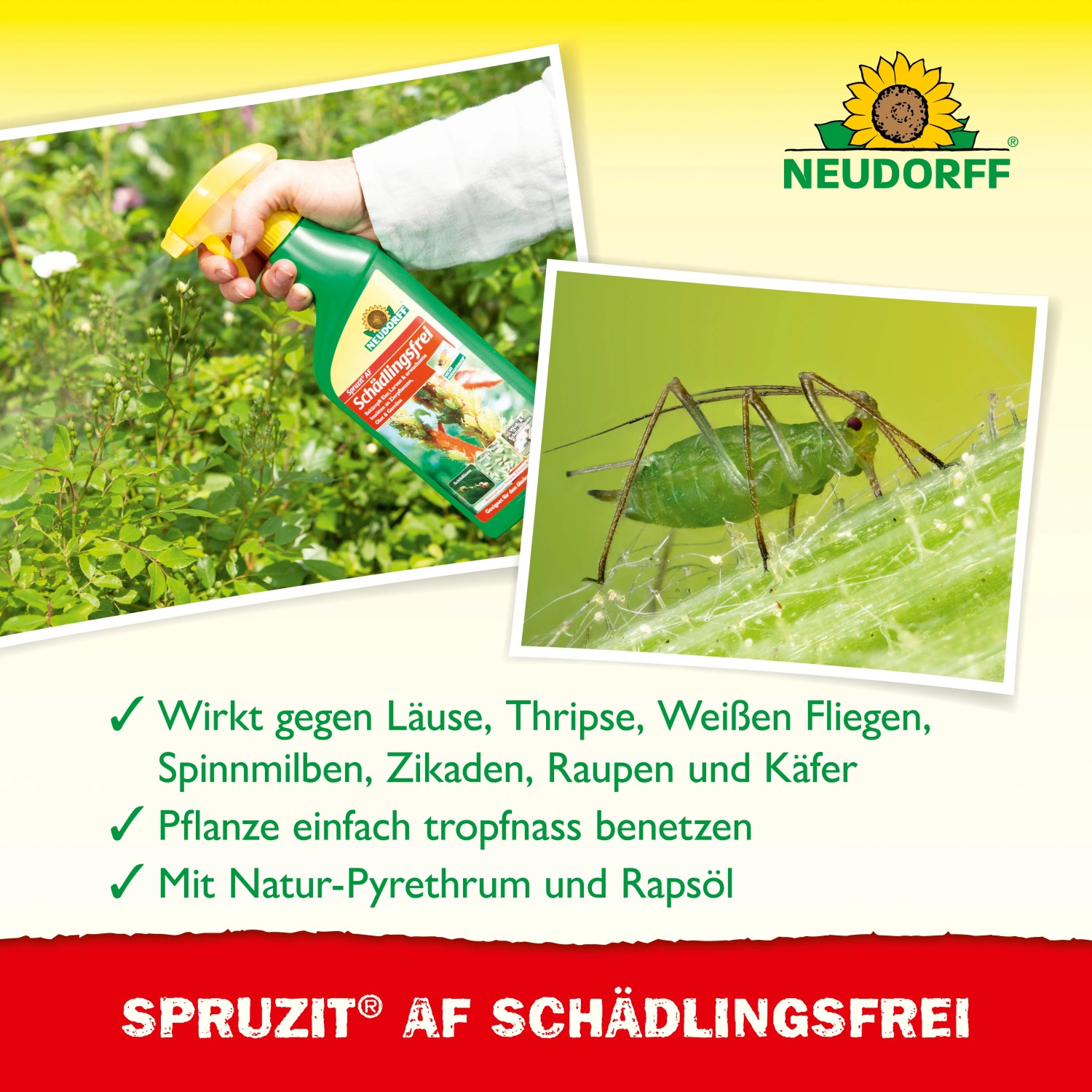 Neudorff Spruzit AF Schädlingsfrei 250ml: Spritzmittel gegen Blattläuse und andere Schädlinge.
