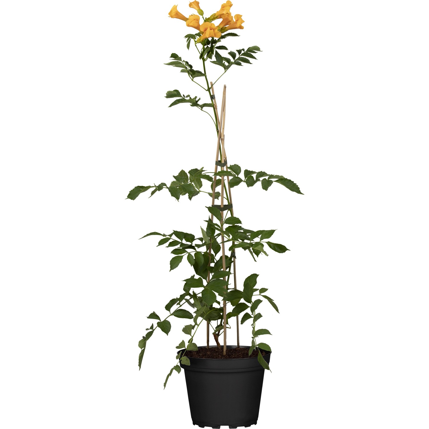 GROW by OBI Klettertrompete Summer Jazz Gold Gelb H ca. 60 - 100 cm Topf ca günstig online kaufen