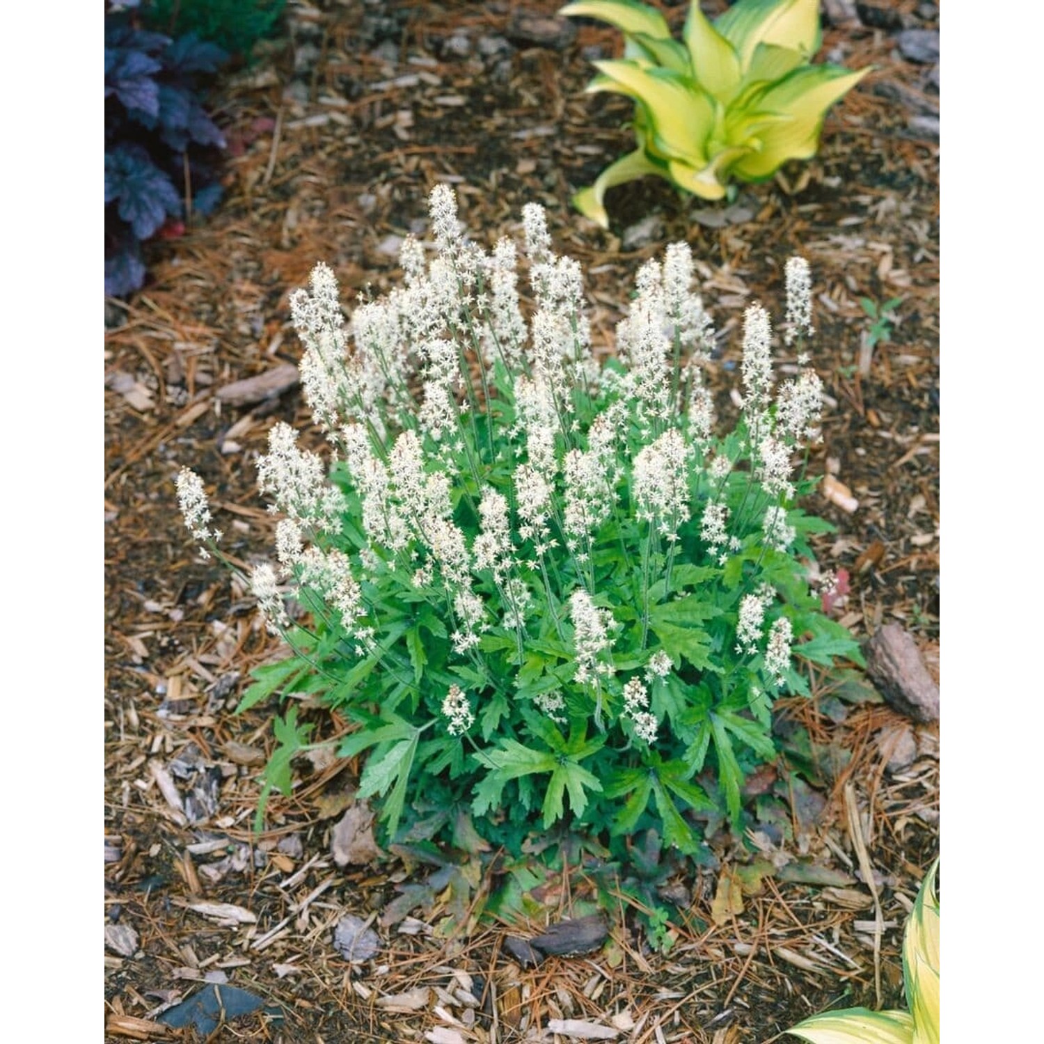 Tiarella Polyphylla Skeleton Key Ca. 11x11 cm Topf günstig online kaufen