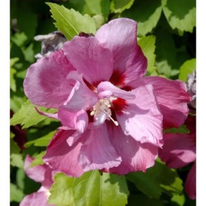Hochstamm Garteneibisch Pink Giant 100-125cm - Hibiscus syriacus