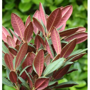 Großblumiger Rhododendron Wine and Roses mit rot-grünen Blättern.