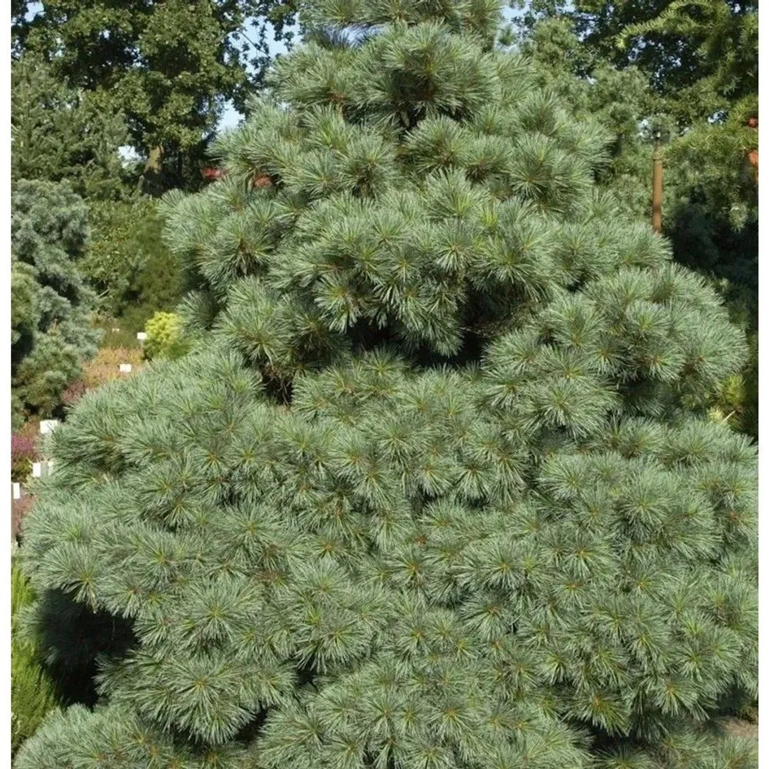 Die Zwergseidenkiefer Macopin 20-25cm - Pinus strobus
