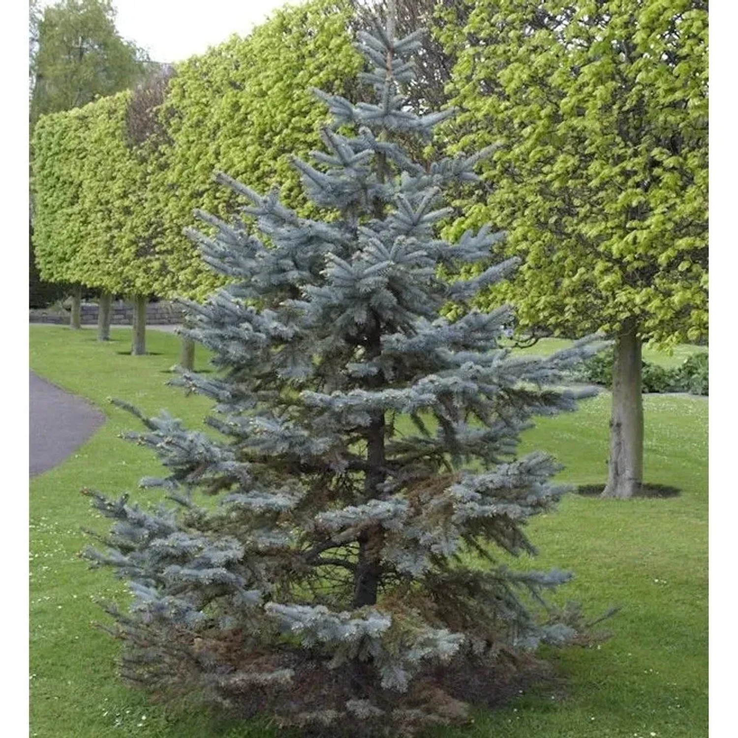 Silberfichte Blaufichte Hoopsii 25-30cm - Picea pungens