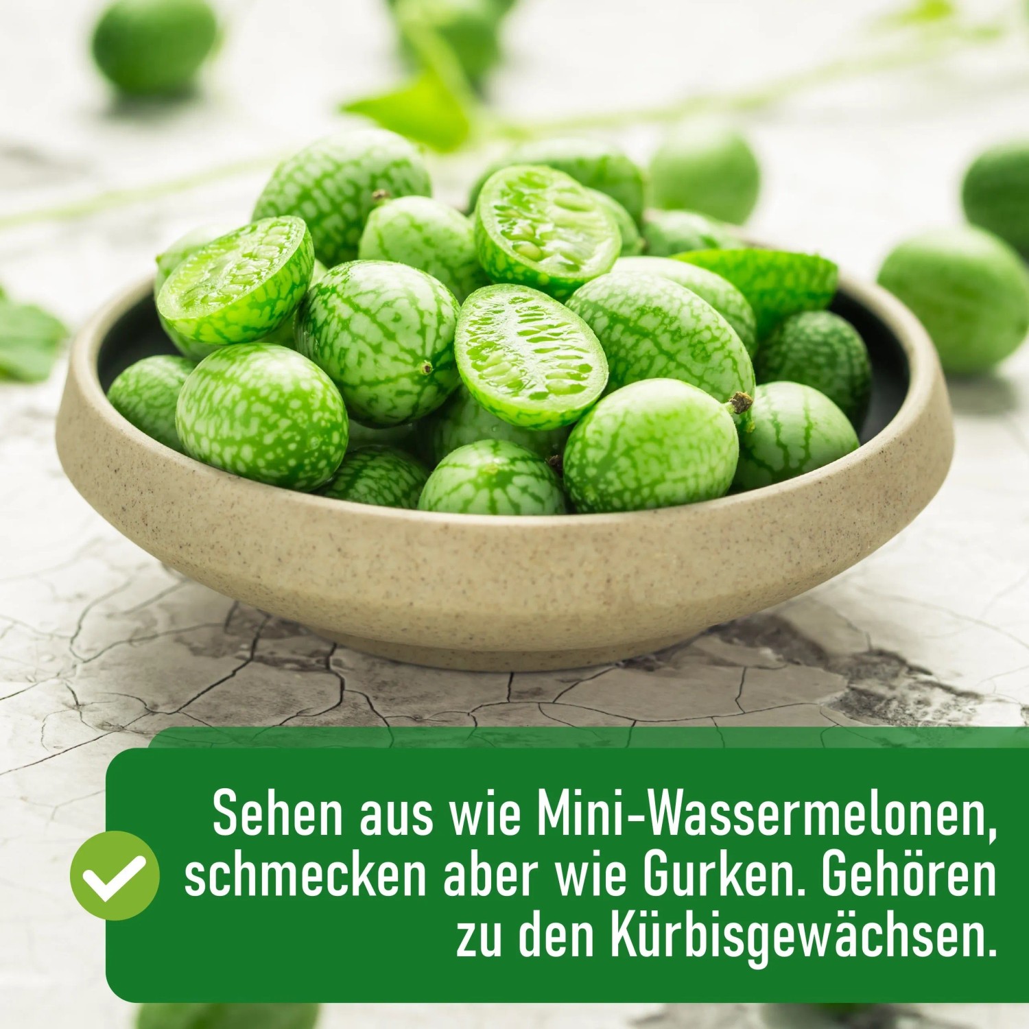 Schale mit grünen, gestreiften Mexikanischen Minigurken, die wie Mini-Wassermelonen aussehen, einige halbiert.