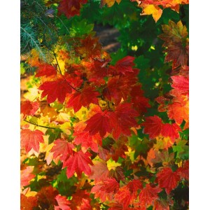 Acer Circinatum: Rundblättriger Ahorn mit leuchtend roten Blättern im Herbst.