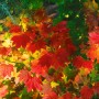 Acer Circinatum: Rundblättriger Ahorn mit leuchtend roten Blättern im Herbst.