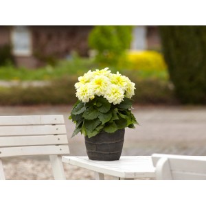 Gelbe Grow by OBI Dahlie im Topf auf Tisch. Stehpflanze für Balkon und Garten.