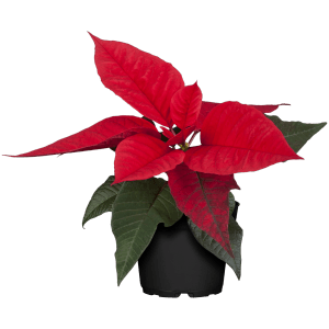 Roter Weihnachtsstern im Topf, ca. 15-20 cm hoch. Festliche Dekoration für die Weihnachtszeit.