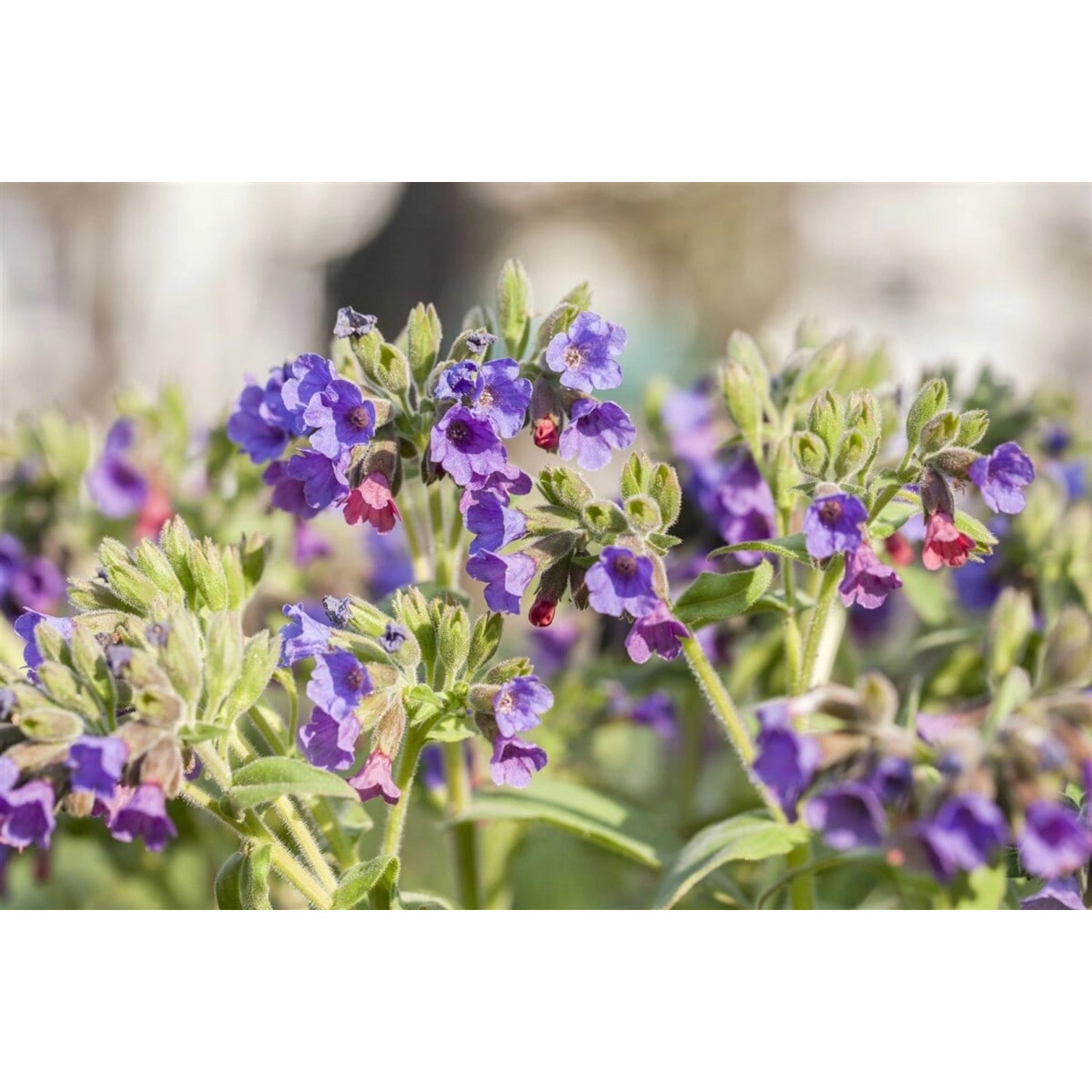 Pulmonaria Mollis Weiches Lungenkraut Ca. 9x9 cm Topf günstig online kaufen