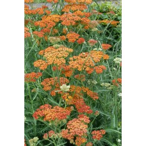 Terracotta Schafgarbe (Achillea Millefolium) im 9x9 cm Topf, blühende Staude mit orangefarbenen Blüten.