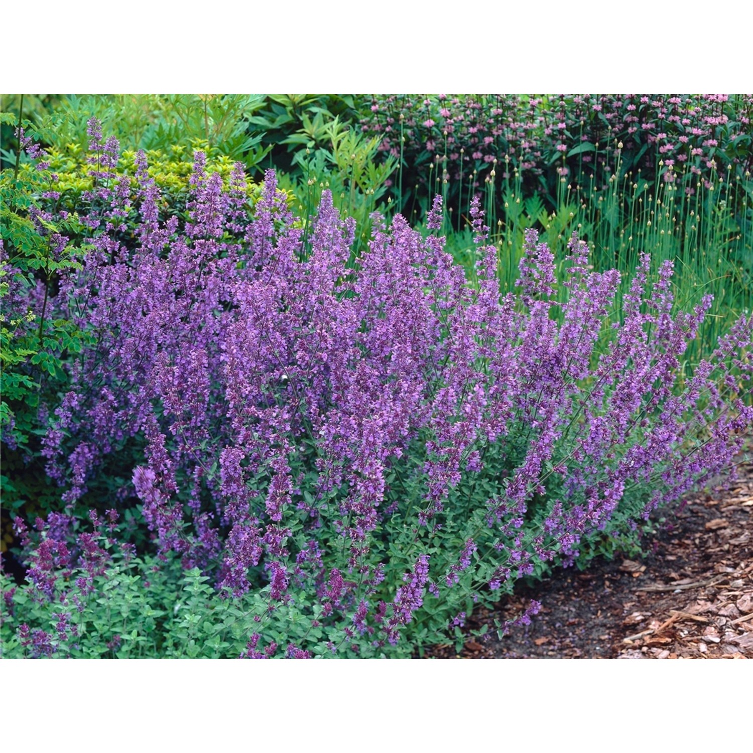 Blühende, blaue Katzenminze (Nepeta) im Topf, geeignet für Steingärten und Dachgärten.