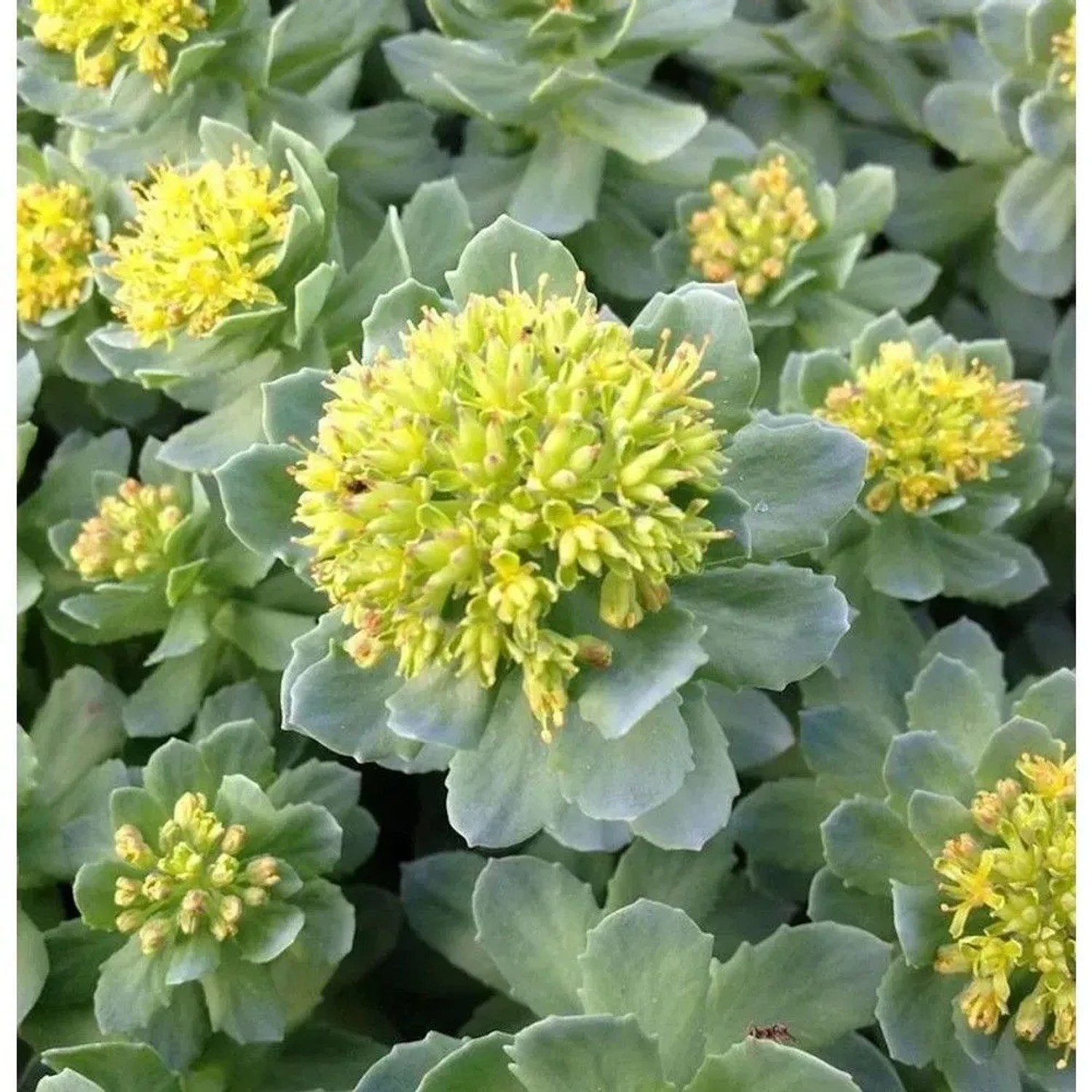 Rosenwurz - Rhodiola rosea