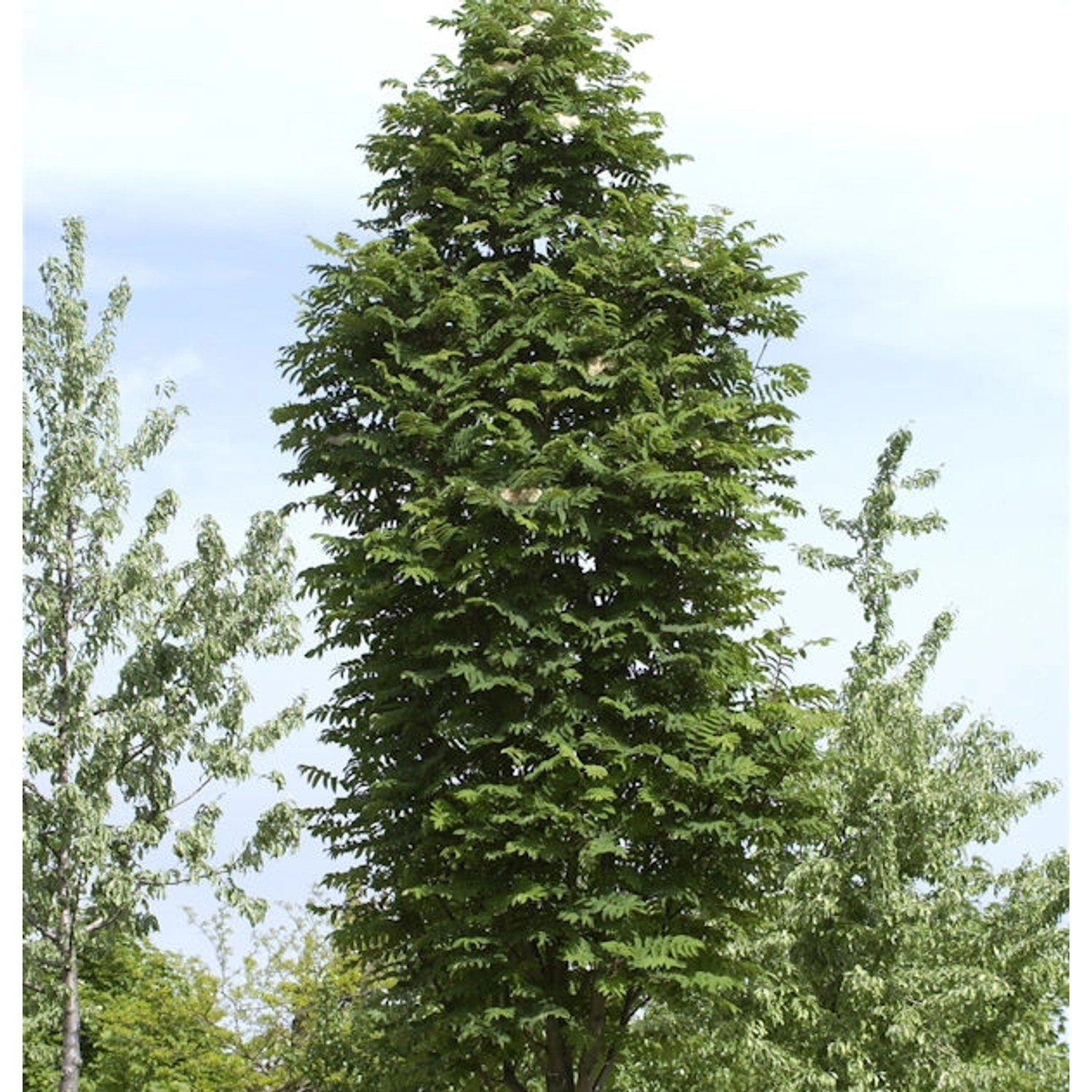 Pyramiden Eberesche 125-150cm - Sorbus aucuparia Fatigiata günstig online kaufen