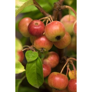 Nahaufnahme: Zierapfel 'Evereste' mit dekorativen, rot-gelben Früchten an einem Baum.