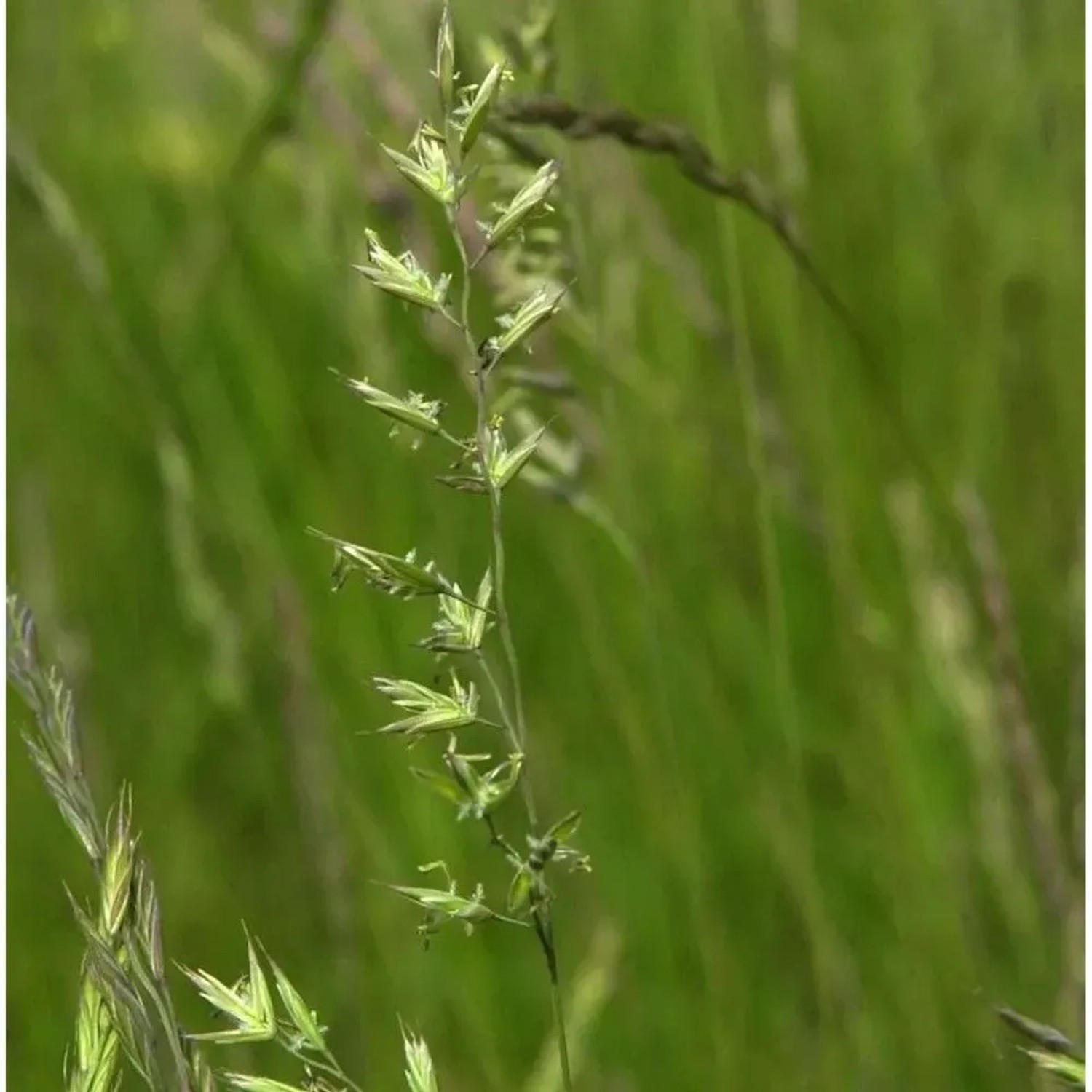 Schafschwingel - Festuca ovina