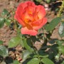 Nahaufnahme einer orange-gelben Floribundarose Fellowship im Garten.