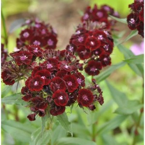 Dunkelrote Bartnelke (Dianthus barbatus) im Gartenbeet.