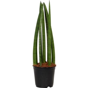 Bogenhanf (Sanseveria cylindrica) im schwarzen Topf, ca. 14 cm Ø, eine robuste Grünpflanze.