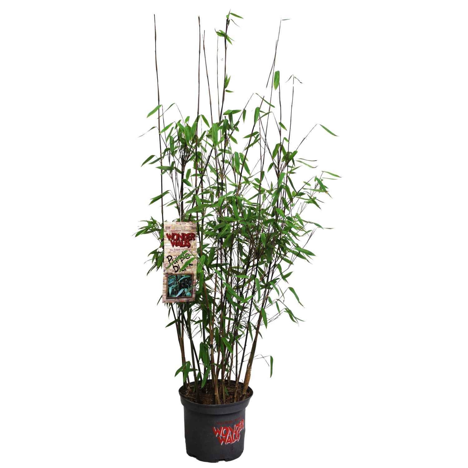 GROW by OBI Fargesia Bambus "Purple Black" 60 cm Sichtschutz kaufen bei OBI