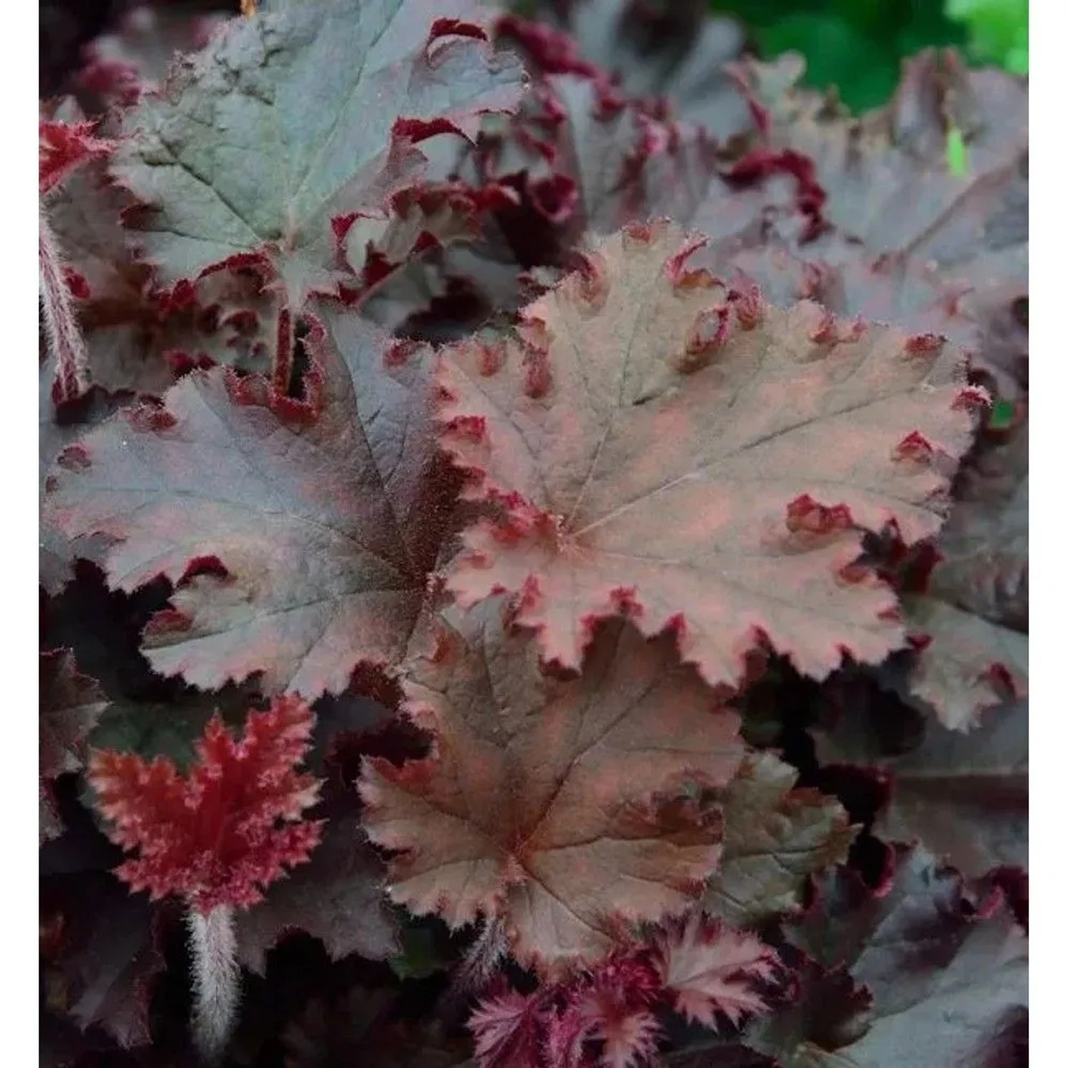 Purpurglöckchen Melting Fire  - großer Topf - Heuchera villosa