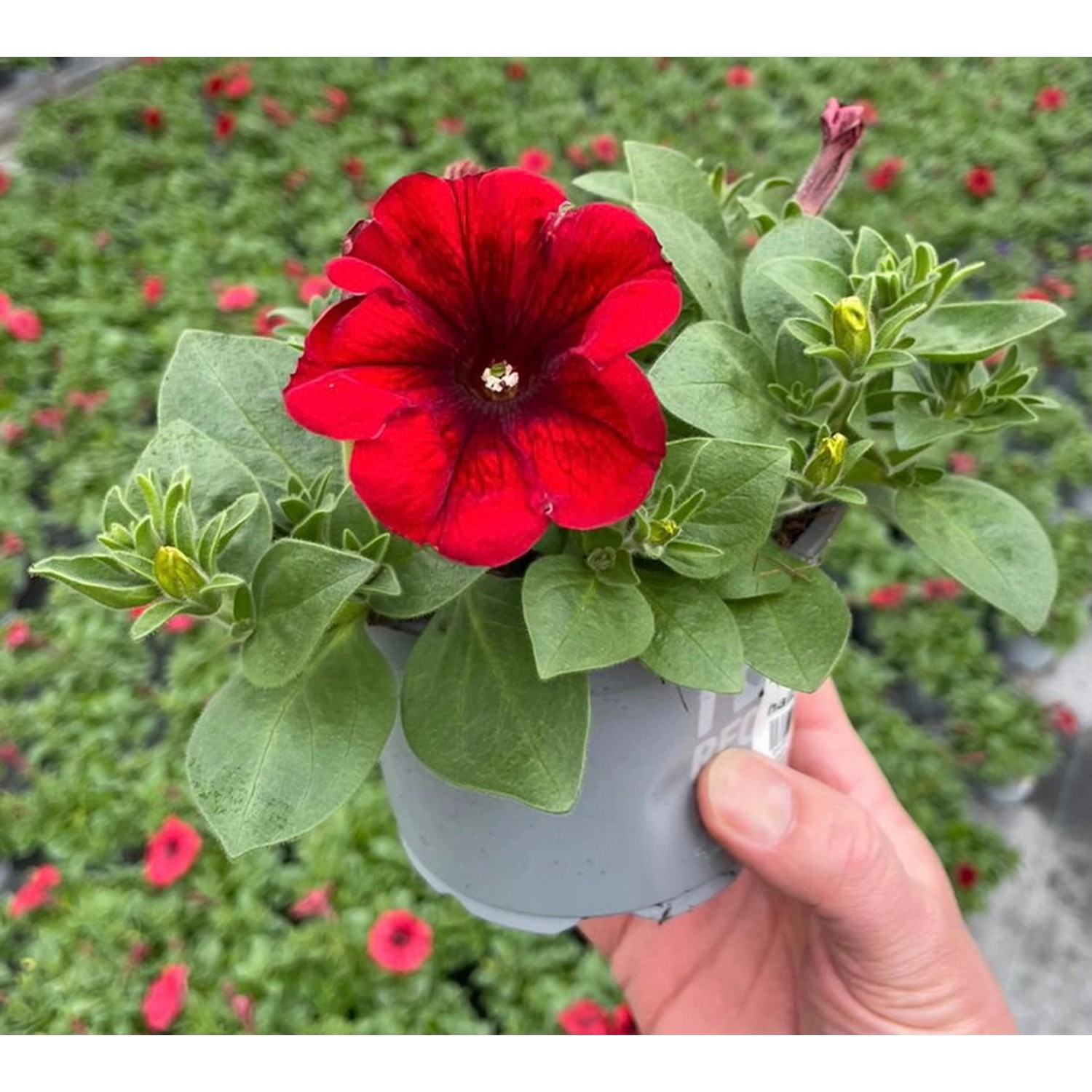 Hängende, rote Grow by OBI Petunie im Topf, ideal für Balkon und Terrasse.