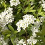 Nahaufnahme der weißen Blüten der Asch-Spiere (Spiraea Cinerea Grefsheim).